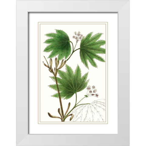 Broad Leafed Maple White Modern Wood Framed Art Print with Double Matting by Nuttall, Thomas