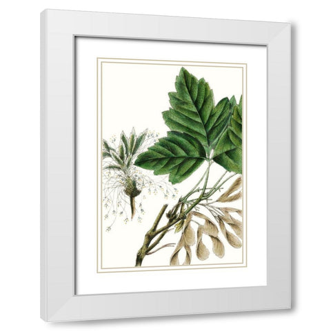 California Box Elder White Modern Wood Framed Art Print with Double Matting by Nuttall, Thomas