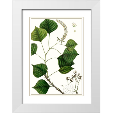 Tallow Tree White Modern Wood Framed Art Print with Double Matting by Nuttall, Thomas