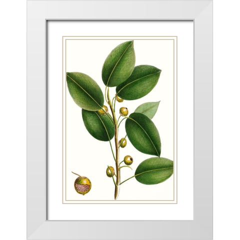 Cherry Fig Tree White Modern Wood Framed Art Print with Double Matting by Nuttall, Thomas