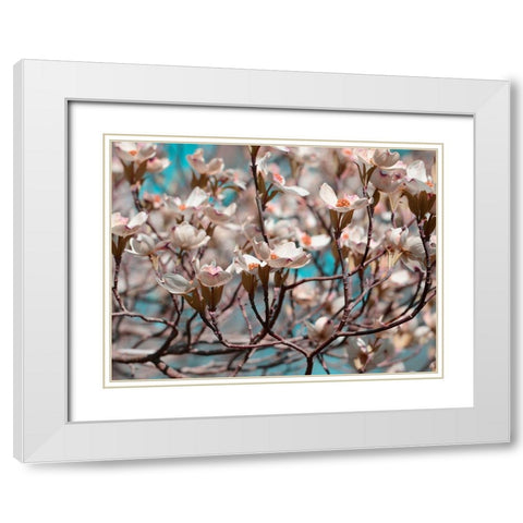 Dogwood Spring I White Modern Wood Framed Art Print with Double Matting by Chandler, Sharon