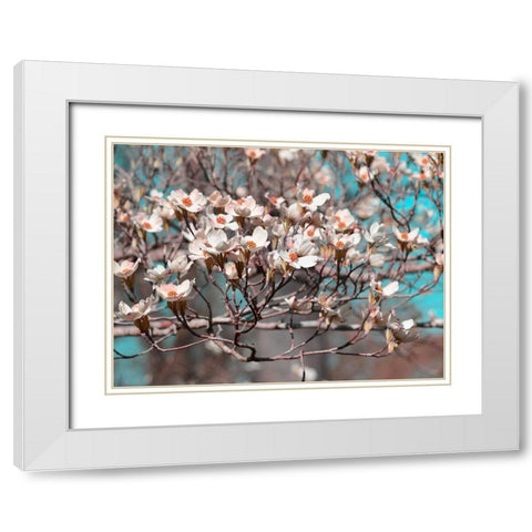 Dogwood Spring II White Modern Wood Framed Art Print with Double Matting by Chandler, Sharon