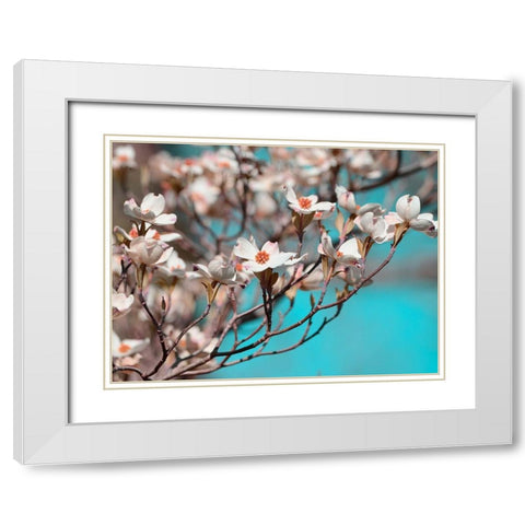 Dogwood Spring III White Modern Wood Framed Art Print with Double Matting by Chandler, Sharon