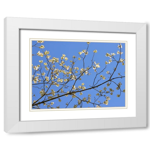 Petals and Sky I White Modern Wood Framed Art Print with Double Matting by Chandler, Sharon