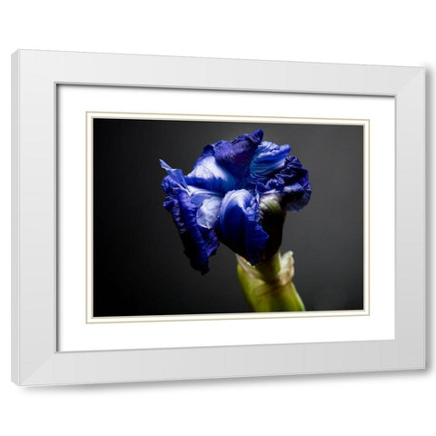 Studio Flowers I White Modern Wood Framed Art Print with Double Matting by McLoughlin, James