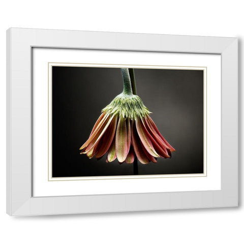 Studio Flowers II White Modern Wood Framed Art Print with Double Matting by McLoughlin, James