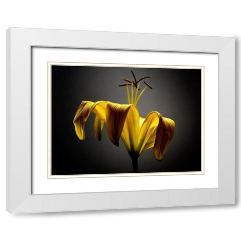Studio Flowers V White Modern Wood Framed Art Print with Double Matting by McLoughlin, James