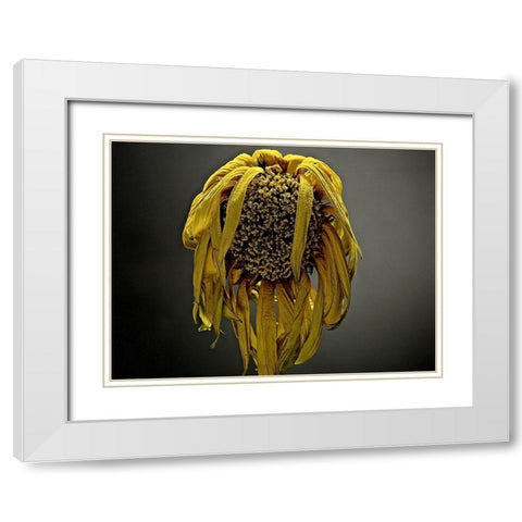 Studio Flowers VII White Modern Wood Framed Art Print with Double Matting by McLoughlin, James