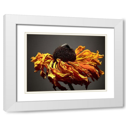 Studio Flowers VIII White Modern Wood Framed Art Print with Double Matting by McLoughlin, James