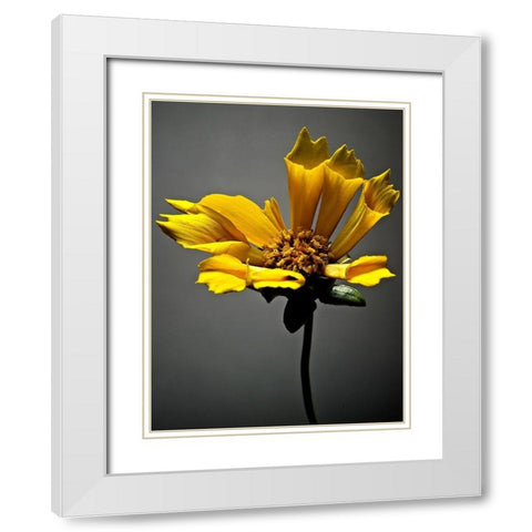 Studio Flowers X White Modern Wood Framed Art Print with Double Matting by McLoughlin, James