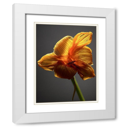 Studio Flowers XI White Modern Wood Framed Art Print with Double Matting by McLoughlin, James