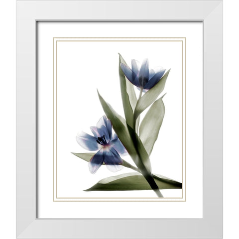 Xray Tulip VI White Modern Wood Framed Art Print with Double Matting by Stalus, Judy