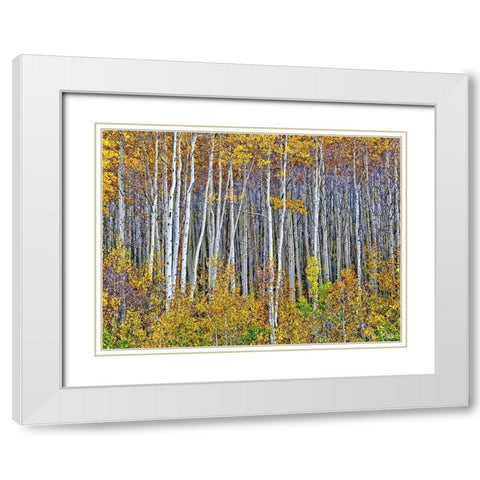 Yellow Woods I White Modern Wood Framed Art Print with Double Matting by Drost, David