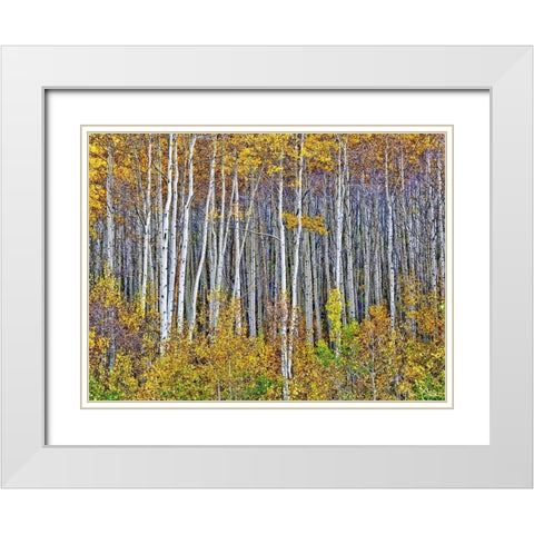 Yellow Woods I White Modern Wood Framed Art Print with Double Matting by Drost, David