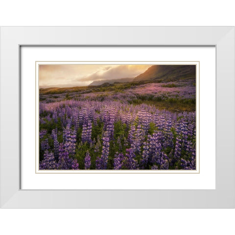 Field of Lupines White Modern Wood Framed Art Print with Double Matting by Head, Danny