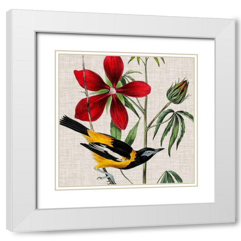 Avian Crop I White Modern Wood Framed Art Print with Double Matting by Audubon, John James