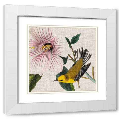 Avian Crop V White Modern Wood Framed Art Print with Double Matting by Audubon, John James