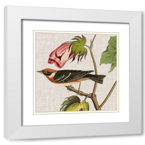 Avian Crop VI White Modern Wood Framed Art Print with Double Matting by Audubon, John James