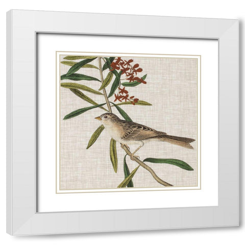 Avian Crop VII White Modern Wood Framed Art Print with Double Matting by Audubon, John James