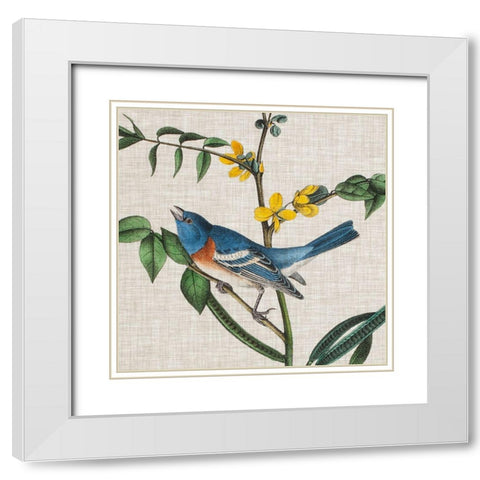 Avian Crop VIII White Modern Wood Framed Art Print with Double Matting by Audubon, John James