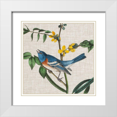 Avian Crop VIII White Modern Wood Framed Art Print with Double Matting by Audubon, John James