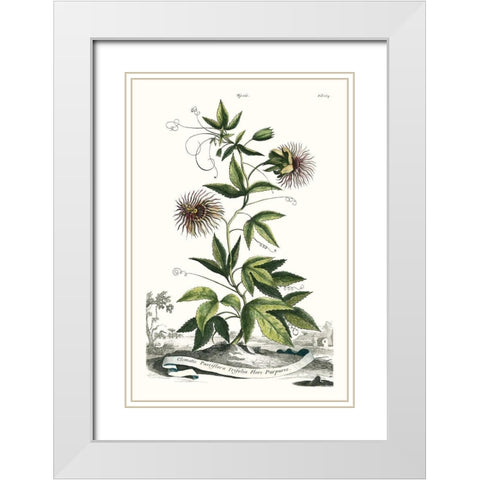 Munting Garden Varieties II White Modern Wood Framed Art Print with Double Matting by Munting, Abraham