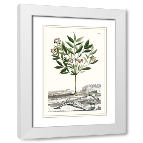 Munting Garden Varieties III White Modern Wood Framed Art Print with Double Matting by Munting, Abraham