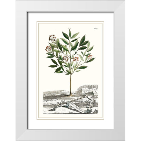 Munting Garden Varieties III White Modern Wood Framed Art Print with Double Matting by Munting, Abraham