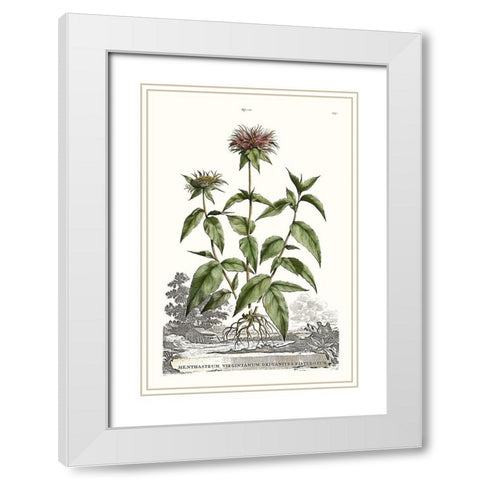Munting Garden Varieties IV White Modern Wood Framed Art Print with Double Matting by Munting, Abraham