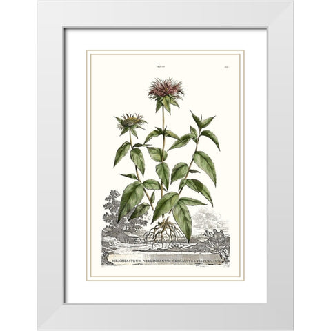 Munting Garden Varieties IV White Modern Wood Framed Art Print with Double Matting by Munting, Abraham