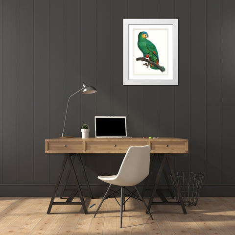 Parrot of the Tropics I White Modern Wood Framed Art Print with Double Matting by Barraband