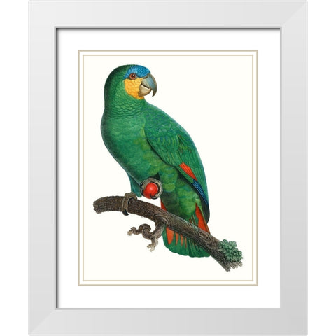 Parrot of the Tropics I White Modern Wood Framed Art Print with Double Matting by Barraband