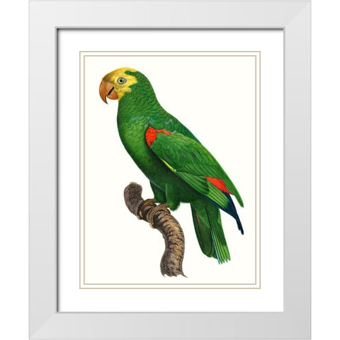 Parrot of the Tropics III White Modern Wood Framed Art Print with Double Matting by Barraband