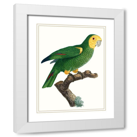 Parrot of the Tropics IV White Modern Wood Framed Art Print with Double Matting by Barraband