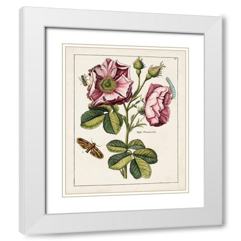 Pink Rose White Modern Wood Framed Art Print with Double Matting by Unknown