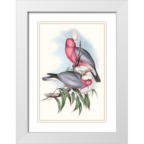 Pastel Parrots III White Modern Wood Framed Art Print with Double Matting by Gould, John