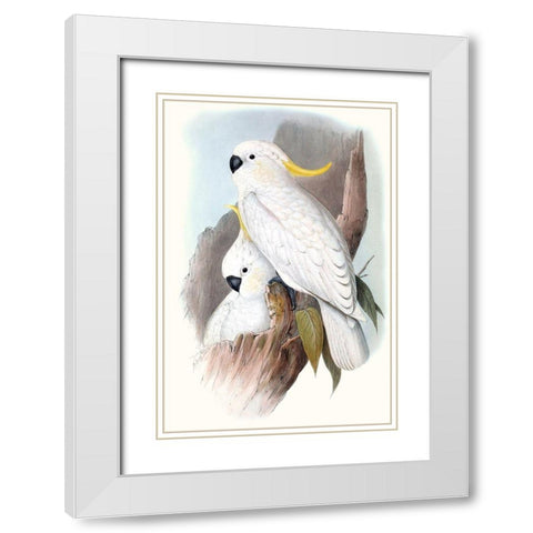 Pastel Parrots V White Modern Wood Framed Art Print with Double Matting by Gould, John