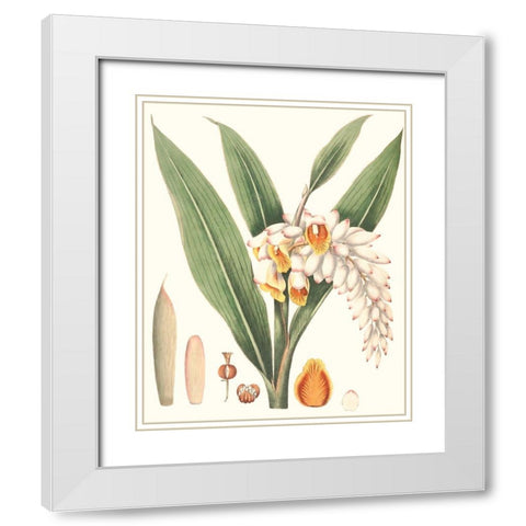 Soft Tropical I White Modern Wood Framed Art Print with Double Matting by Smith, George