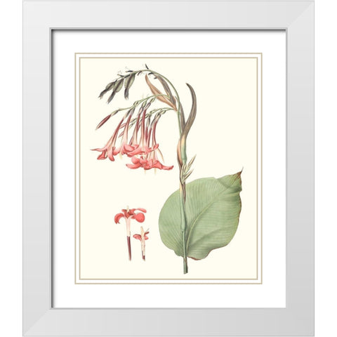 Soft Tropical III White Modern Wood Framed Art Print with Double Matting by Smith, George