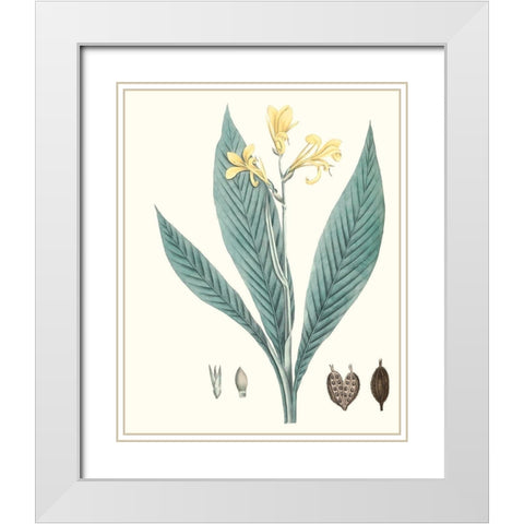 Soft Tropical IV White Modern Wood Framed Art Print with Double Matting by Smith, George