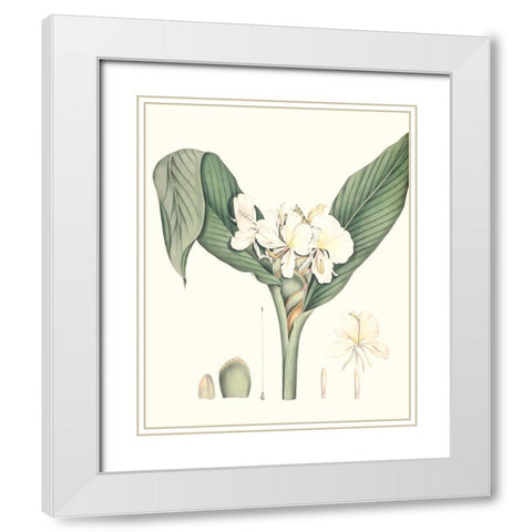 Soft Tropical V White Modern Wood Framed Art Print with Double Matting by Smith, George