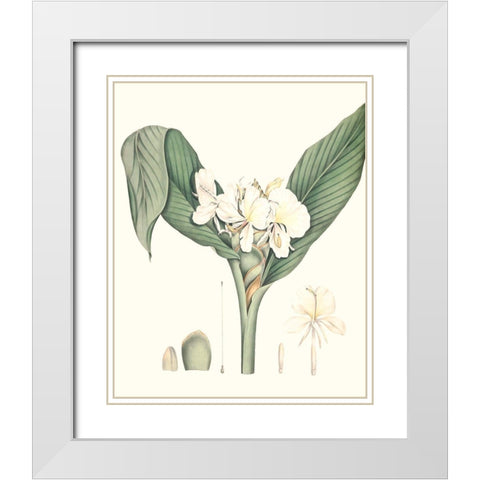 Soft Tropical V White Modern Wood Framed Art Print with Double Matting by Smith, George