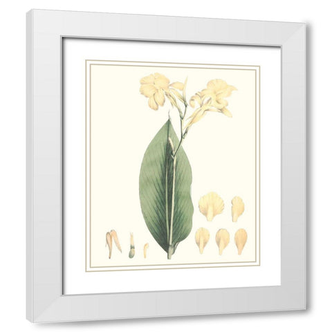 Soft Tropical VII White Modern Wood Framed Art Print with Double Matting by Smith, George