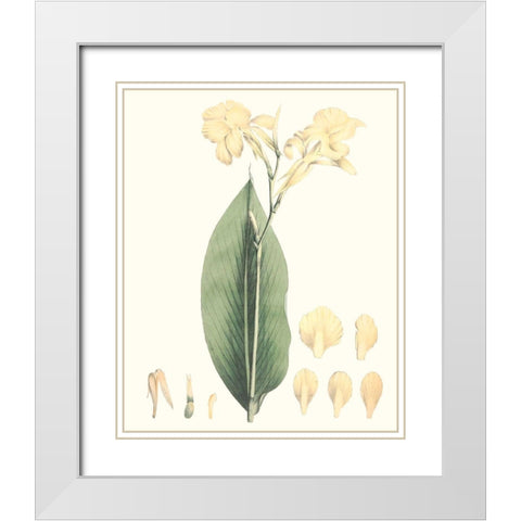 Soft Tropical VII White Modern Wood Framed Art Print with Double Matting by Smith, George