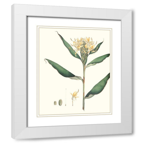 Soft Tropical VIII White Modern Wood Framed Art Print with Double Matting by Smith, George