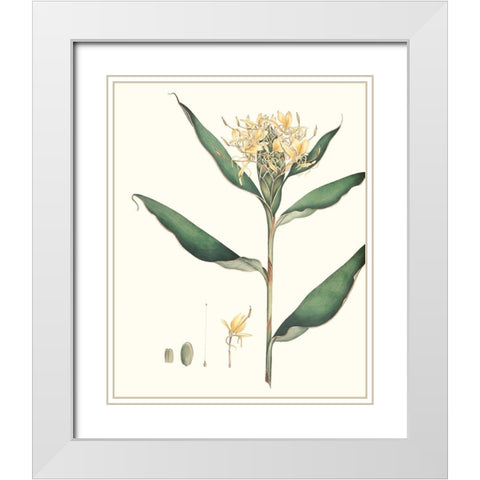 Soft Tropical VIII White Modern Wood Framed Art Print with Double Matting by Smith, George