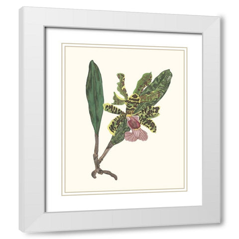 Orchid Display II White Modern Wood Framed Art Print with Double Matting by Wang, Melissa