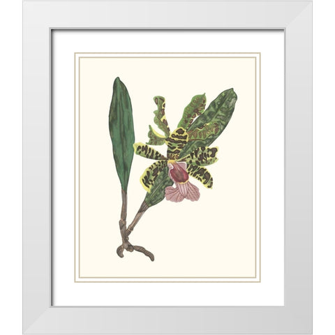 Orchid Display II White Modern Wood Framed Art Print with Double Matting by Wang, Melissa