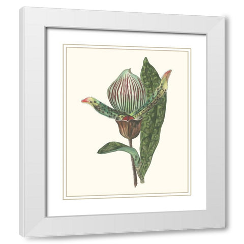 Orchid Display III White Modern Wood Framed Art Print with Double Matting by Wang, Melissa