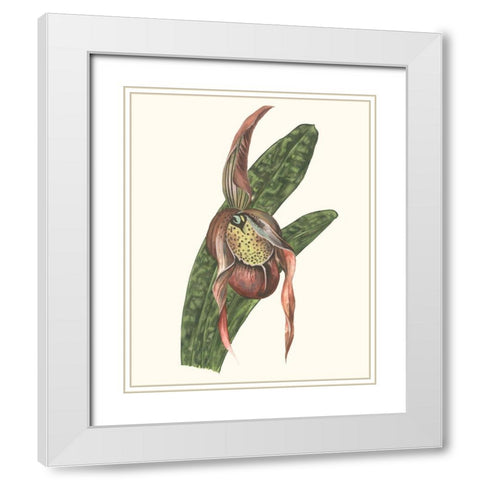 Orchid Display IV White Modern Wood Framed Art Print with Double Matting by Wang, Melissa